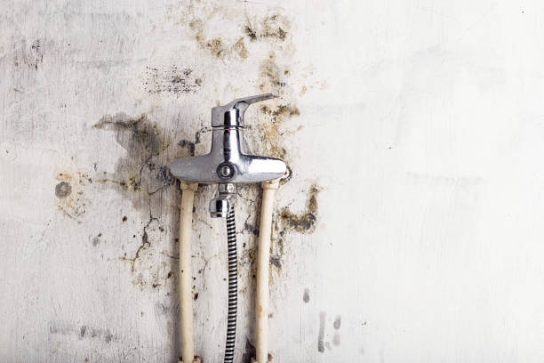 Best Professional Mold Removal  in Lake Wildwood, CA