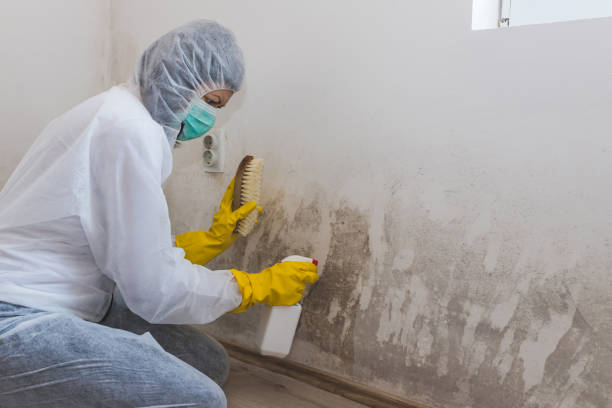 Best Emergency Mold Removal  in Lake Wildwood, CA