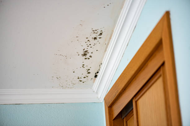 Best Home Mold Removal  in Lake Wildwood, CA