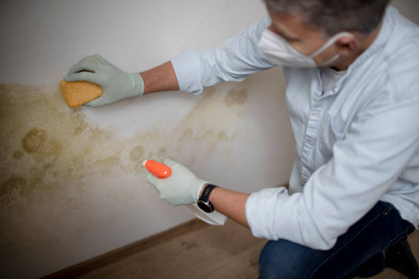 Best Mold Testing and Removal  in Lake Wildwood, CA