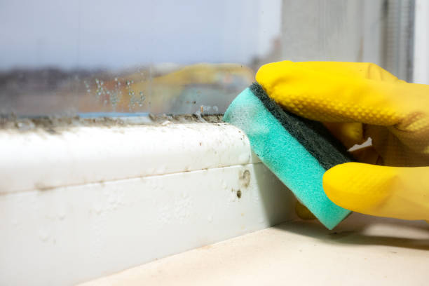 Best Mold Removal Process  in Lake Wildwood, CA