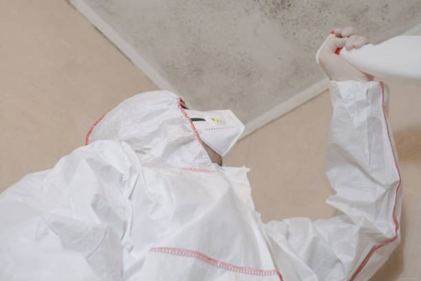 Best Mold Damage Repair  in Lake Wildwood, CA