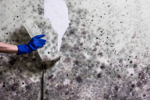 Best Mold Removal Near Me  in Lake Wildwood, CA
